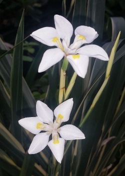 Variegated African Iris, Fortnight Lily, Fortnight Iris, Dietes iridoides 'Variegata', D. vegeta